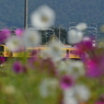 コスモスと800系