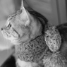 もの思う猫