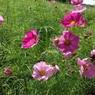 photo_2862237