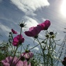 photo_2862245