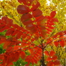 紅葉の三原色-1