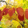 紅葉の三原色-2