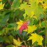 紅葉の三原色-3