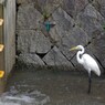 霜降の白鷺　転
