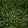 秋の野花　ミゾソバ３