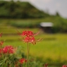 千早赤阪村