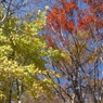 紅葉１