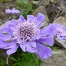 高山の花１