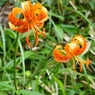 高山の花2