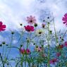 Cosmos2