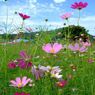 Cosmos3