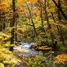 紅葉の奥入瀬渓流 18