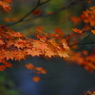 紅葉の奥入瀬渓流 27