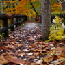 紅葉の奥入瀬渓流 44