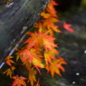 紅葉の奥入瀬渓流 45