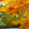 紅葉の奥入瀬渓流 47
