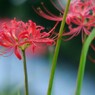 夕暮れ時の彼岸花