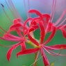 夕暮れ時の彼岸花