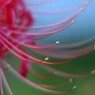 夕暮れ時の彼岸花
