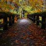 紅葉の奥入瀬渓流 52