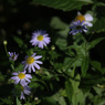 秋の野花　野菊１
