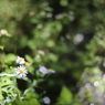 秋の野花　野菊２