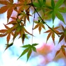 彩り