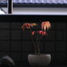 ハゼ-Oct.26.2013