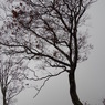 深い秋・深い霧-2