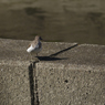 職場近くで見かけた鳥①