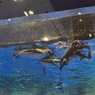 すみだ水族館