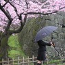 雨桜