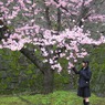 花先