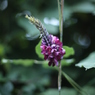 秋の野花　葛