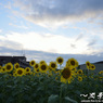 晩夏の空に花開く