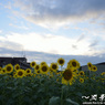 晩夏の空に花開く