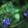 秋の野花　トリカブト