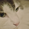 ノルウェージャンフォレストキャット　～その瞳に何を見る？～