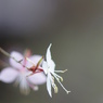 朝の散歩で出会った花　No７