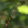 秋の野花　ミズヒキ２