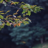 秋景6