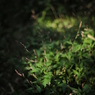 秋の野花　タデ３