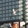 大津港２