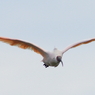 飛鳥その2