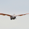 飛鳥その2
