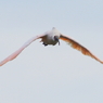 飛鳥その2