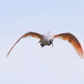 飛鳥その2