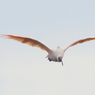 飛鳥その2