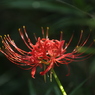 秋の野花　彼岸花