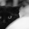 黒猫の憂鬱